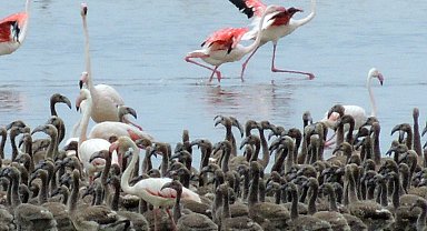 Flamingoların büyüleyici dünyası Bornova'da